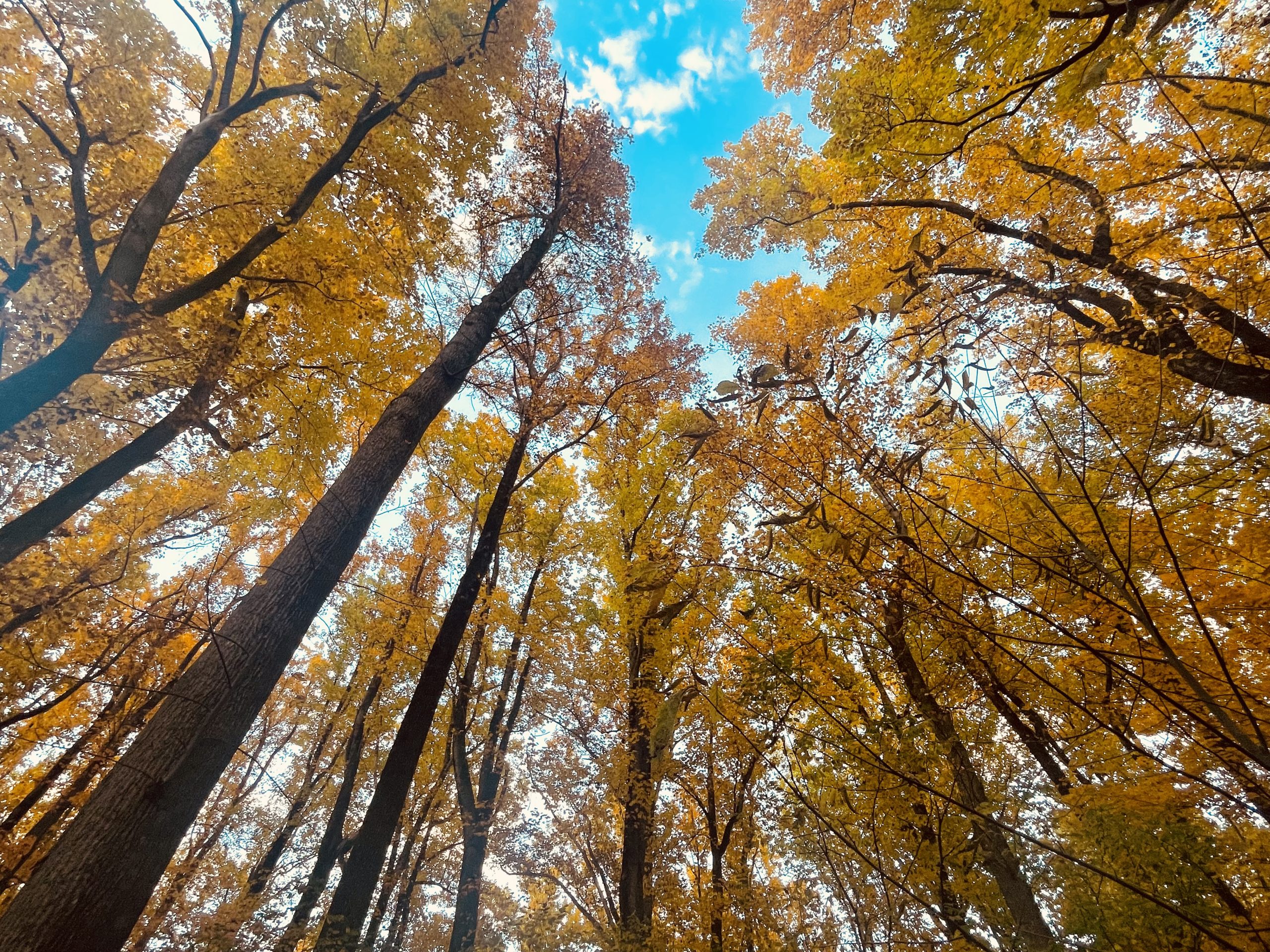 Fall In TN